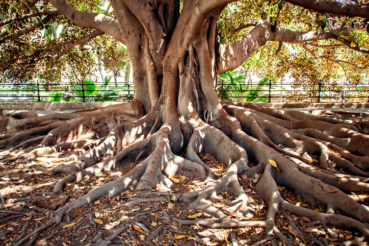 Centenarian tree